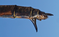 Somatochlora ensigera