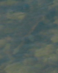 Catostomus macrocheilus