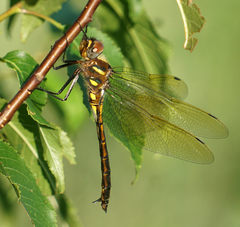 Somatochlora ensigera