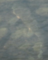 Catostomus macrocheilus