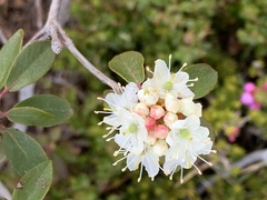 Rhododendron columbianum