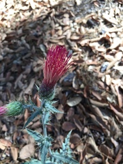 Cirsium arizonicum arizonicum