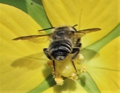 Image of Megachile mendica