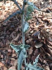 Cirsium arizonicum arizonicum