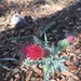 Arizona Thistle - Photo (c) Carolyn Flower, some rights reserved (CC BY-NC), uploaded by Carolyn Flower
