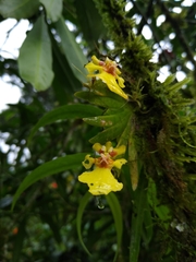Erycina