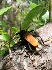 Tragidion densiventre