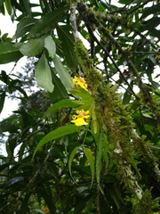 Erycina