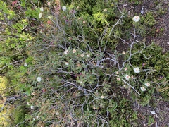 Rhododendron columbianum