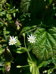 Stellaria littoralis