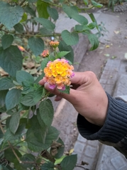 Lantana camara