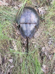 Limulus polyphemus