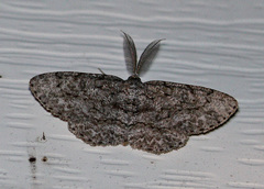 Hypomecis umbrosaria