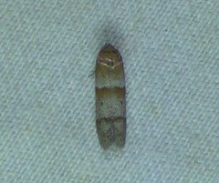 Blastobasis pulchella