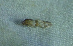 Blastobasis pulchella