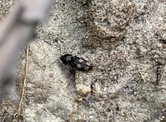 Paracardiophorus