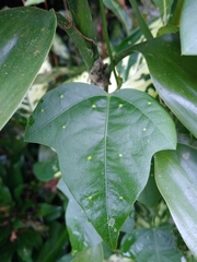 Passiflora auriculata