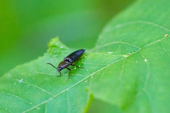 Parallelostethus attenuatus