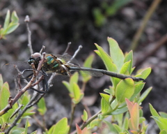 Somatochlora kennedyi