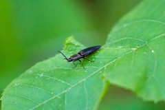 Parallelostethus attenuatus