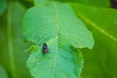 Parallelostethus attenuatus