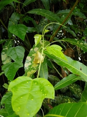 Passiflora auriculata