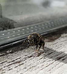 Stelis punctulatissima