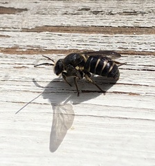 Stelis punctulatissima