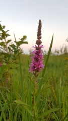 Lythrum salicaria