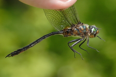 Somatochlora kennedyi