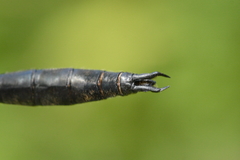 Somatochlora kennedyi