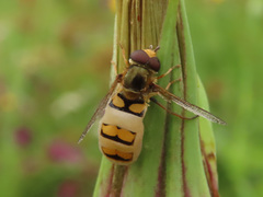 Entomophthora syrphi