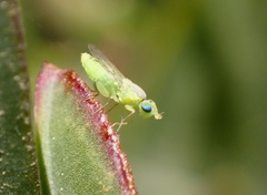 Meromyza