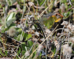 Somatochlora franklini