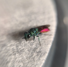 Chrysis ignita