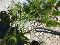 Angelica capitellata