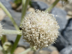 Angelica capitellata