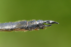 Somatochlora kennedyi