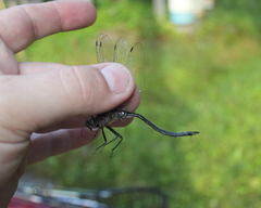 Somatochlora williamsoni