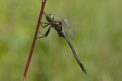 Somatochlora kennedyi