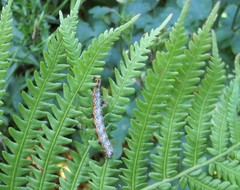 Pyrrhia