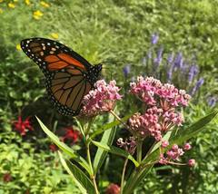 Danaus plexippus