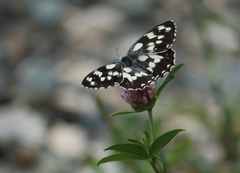 Melanargia galathea