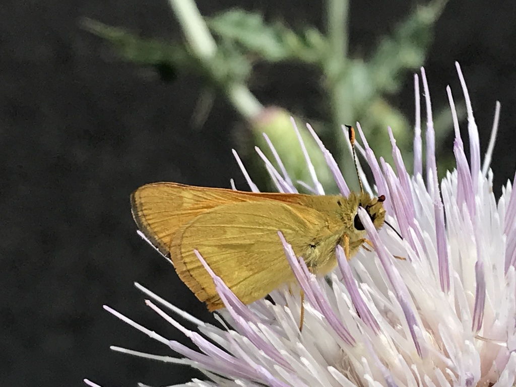 Great Basin Woodland Skipper