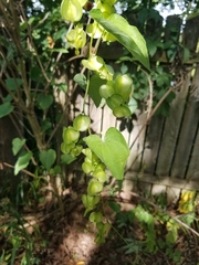 Dioscorea villosa