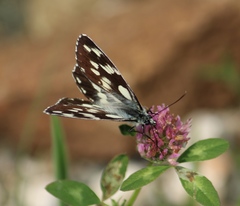 Melanargia galathea
