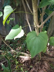 Dioscorea villosa