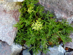 Azorella trifoliolata