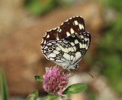 Melanargia galathea