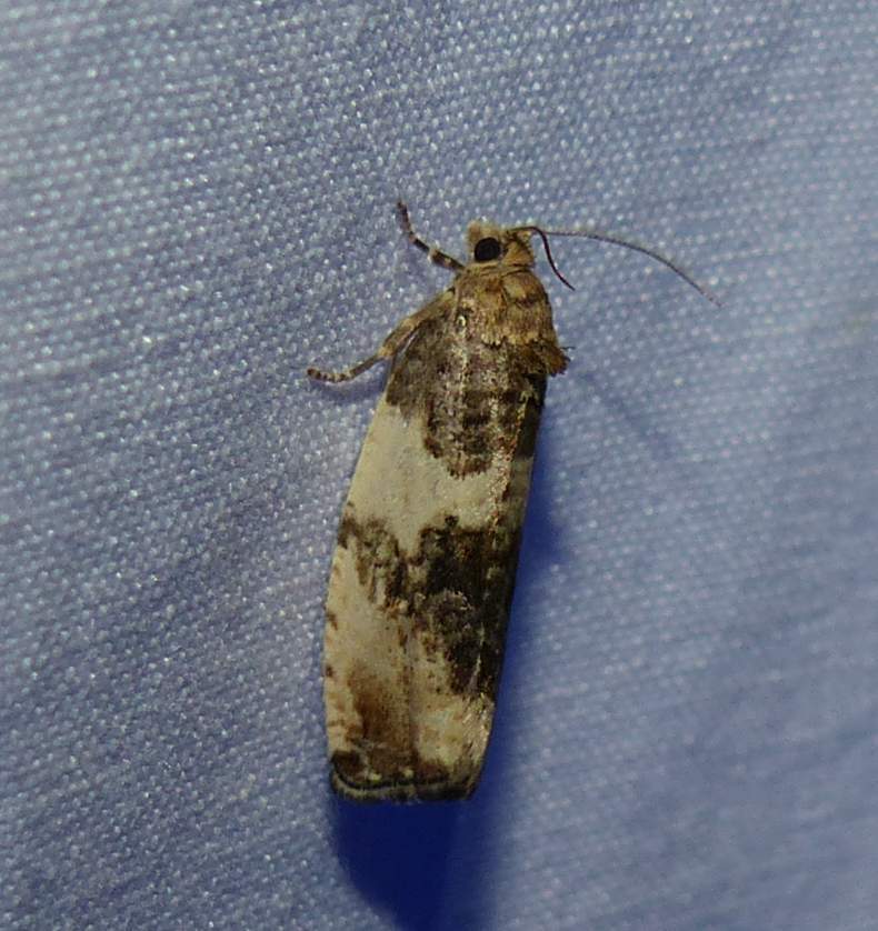 Poplar Leafroller